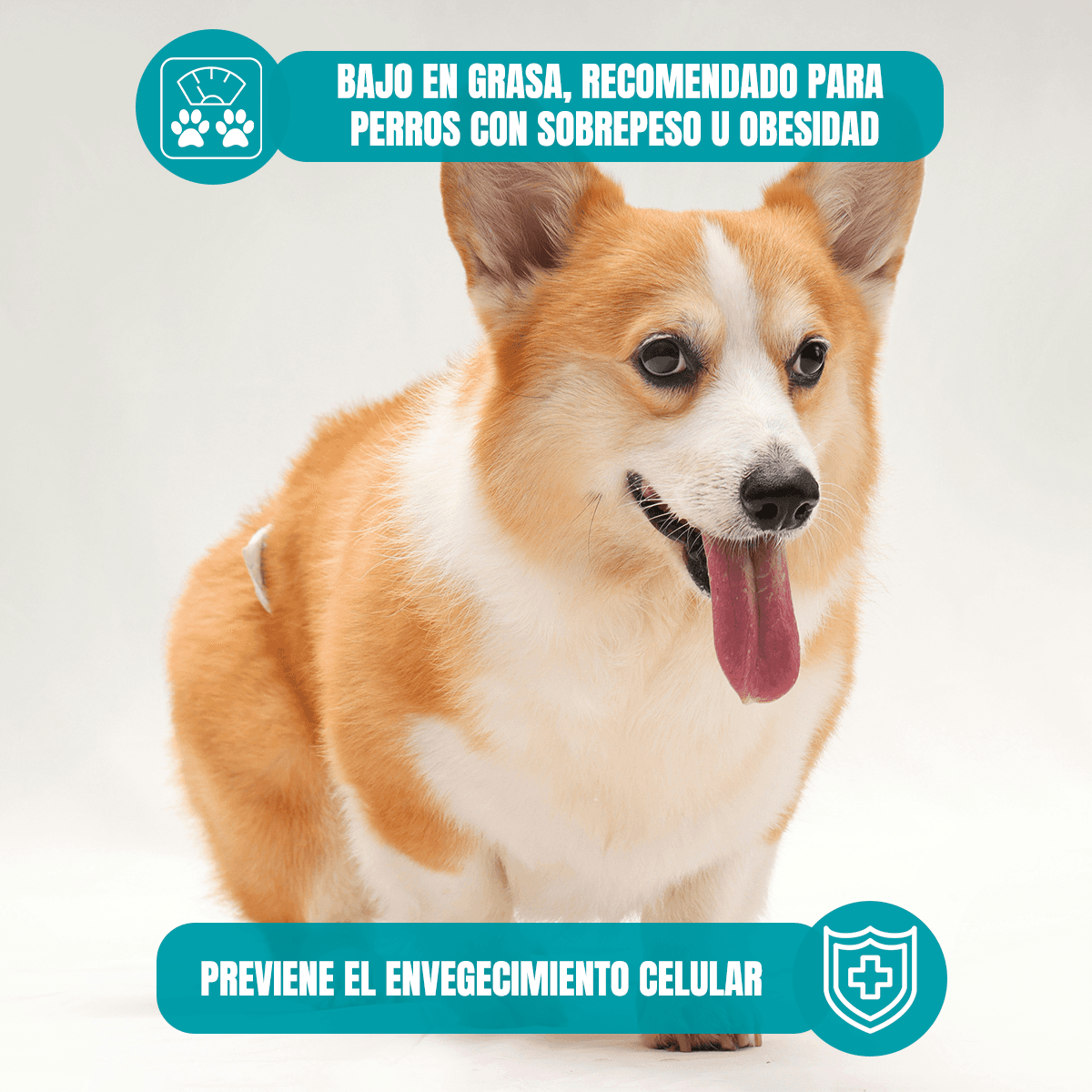 Pack Nupec 20 latas Weight Control para perro adulto con Frida Wipes de regalo